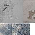 What Causes Concrete Peeling and How to Avoid It